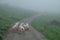 Swiss Pigs Walking Freely on a Foggy Road