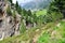 Swiss Pine forest of Obergurgl, Austria