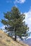 Swiss pine ( Pinus cembra )