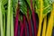 Swiss rainbow chard, vibrant vegetable