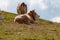 Swiss Red White Cows, grazing in the Italian Alps