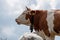 Swiss Red White Cows, grazing in the Italian Alps