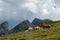 Swiss Red White Cows, grazing in the Italian Alps