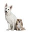 Swiss shepherd dog and Chihuahua