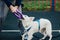 Swiss Shepherd playing with plastic disc outdoors. Pet owner training dog. Cute purebred dog