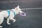 Swiss Shepherd playing with plastic disc outdoors. Pet owner training dog. Cute purebred dog