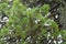 Swiss stone pine needle leaves with lichen growing on its branch