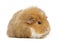 Swiss Teddy Guinea Pig, isolated