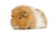 Swiss Teddy Guinea Pig, isolated