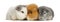 Swiss Teddy Guinea Pigs in a row, isolated