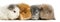 Swiss Teddy Guinea Pigs in a row, isolated