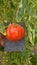 Swiss tomato agricultural crops with beautiful scenario