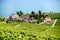 Swiss Vineyard