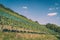 Swiss vineyard with rows of green grape vines on a grassy hill