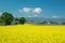 Swiss vineyard summer landscape