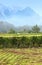 Swiss vineyards with mountains