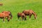 Swiss Warmblood horses