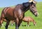 Swiss Warmblood stallion