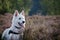 Swiss White Shepard in the heaths