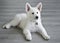 Swiss White Shepard puppy