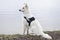 Swiss White Shepard sitting on lake shore