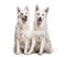 Swiss White Shepherd dogs sitting against white background