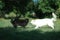 Swiss white shepherd and labrador playing