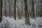 Swiss winter woodland walking trail after fresh snowfall.