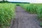 Switchgrass field with crop for bio-refineries