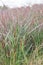 Switchgrass Panicum virgatum Squaw, plants with reddish plumes