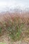 Switchgrass Panicum virgatum Squaw, reddish plumes with seeds