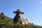 Switzerland Alpine cow in Wallis region, Bettmeralp, Switzerland