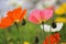 Switzerland, Ascona - a close-up on the colorful poppies flowering and blooming in the spring time