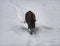 Switzerland: Bison walking in a snow