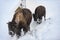 Switzerland: Bison walking in a snow