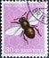 Switzerland - Circa 1950: a postage stamp printed in the swiss showinga honey bee Apis mellifica Apidae in front of a honeycomb