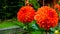 Switzerland, Lauterbrunnen, CLOSE-UP OF RED FLOWERING PLANT