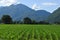 Switzerland: A mais field in the Maggia River Delta near Ascona City in Ticino