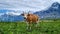 Switzerland nature scenery. Green swiss pastures fields with cows in Alps mountains