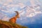 Switzerland wildlife. Ibex, Capra ibex, horned alpine animal with rocks in background, animal in the stone nature habitat, Alps.