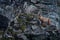 Switzerland wildlife. Ibex, Capra ibex, horned alpine animal with rocks in background, animal in the stone nature habitat, Alps.