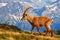 Switzerland wildlife. Ibex, Capra ibex, horned alpine animal with rocks in background, animal in the stone nature habitat, Alps.