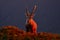 Switzerland wildlife. Ibex, Capra ibex, horned alpine animal with rocks in background, animal in the stone nature habitat, Alps.