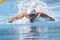 SWM: World Aquatics Championship - Mens 100m butterfly qualific