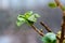 Swollen buds on a branch. Spring Earth