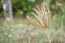 Swollen finger grass or Chloris barbata flower in nature garden