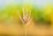 Swollen Finger Grass (Chloris barbata) flower near the rice paddy field.