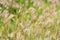 Swollen finger grass flower