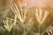 Swollen finger grass flower in nature garden