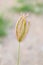 Swollen finger grass flower in nature garden